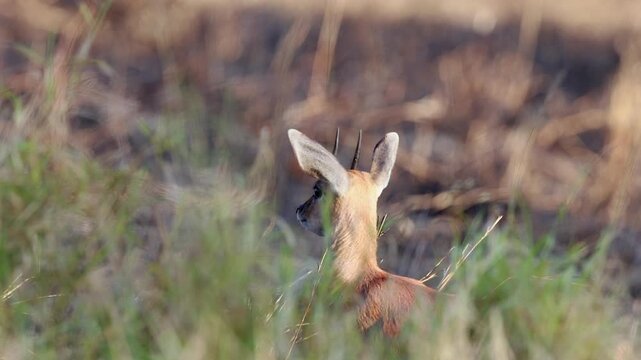 Small Steenbok antelope faces away from camera in tall savanna grass