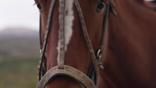 Brown horse wearing leather bridle in Patagonia near El Chalt&eacute;n, Santa Cruz, Argentina, captured in extreme closeup with shallow depth of field during outdoor expedition preparation, handheld shot.