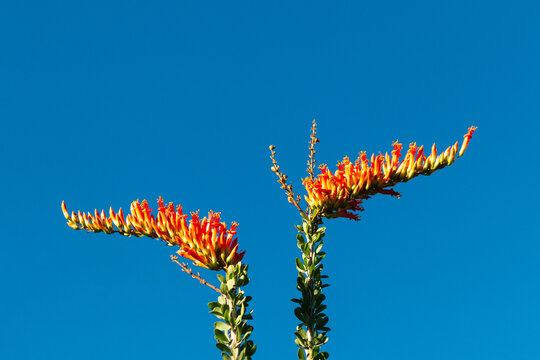 Ocotillo flower with bule sky background