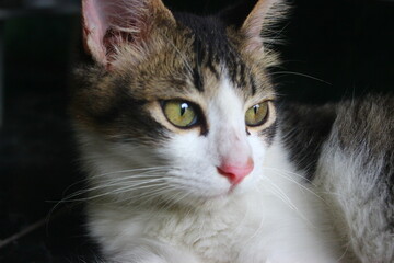 Obraz premium Close up portrait of a domestic tabby cat with green eyes and pink nose looking away