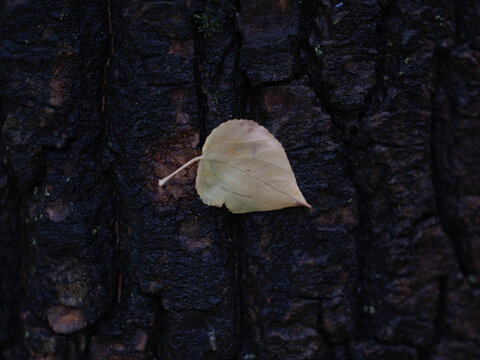 Poplar Leaf Sticking on Dark Tree Trunk