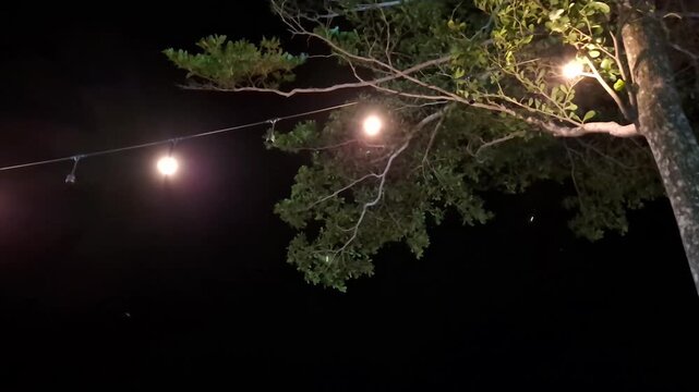 Illuminated warm bulb fairy string lights hanging from green tree branches against a pitch black night sky background.