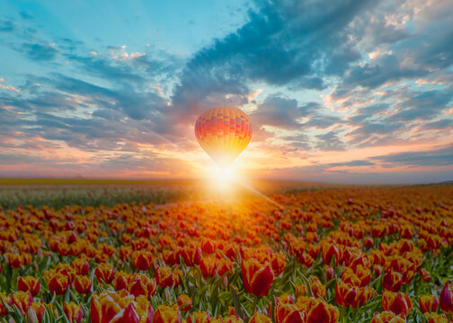 Hot air balloon flying over orange red tulip fields at sunset