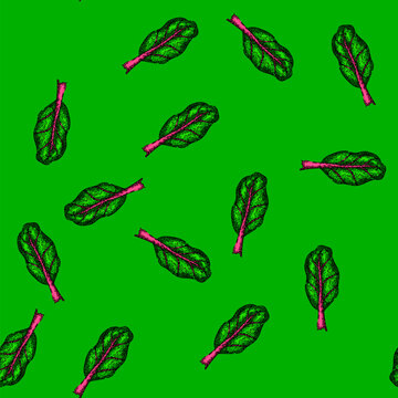 pattern fresh chard hand drawn. green beet, bunch spinach, leaves illustration fresh chard vector sketch illustration