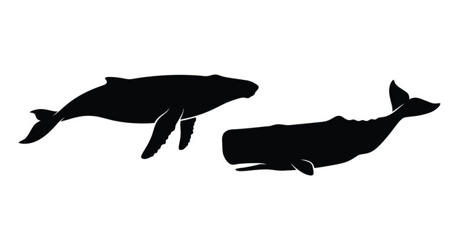 Two whale silhouettes against a white background a minimalist marine illustration