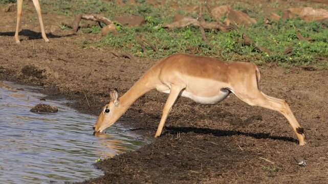 An alert impala antelope (Aepyceros melampus) drinking water, Kruger National Park, South Africa