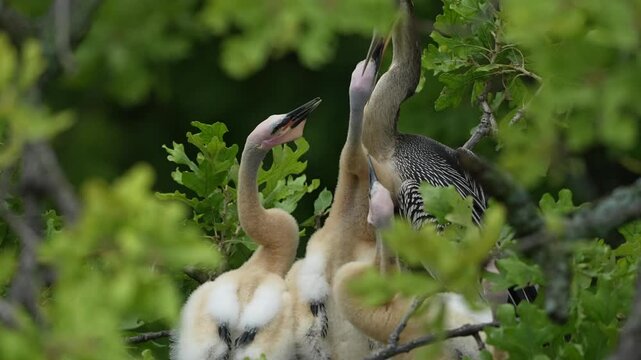 Parent egret is feeding baby anhinga in the nest with total 4 anhinga babies	
