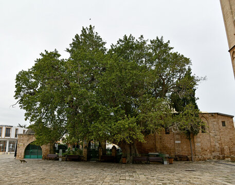 Wide view of the ancient historic Cumbez tree, a monumental sycamore fig planted in 1299 outside Lala Mustafa Paşa camii in Famagusta.