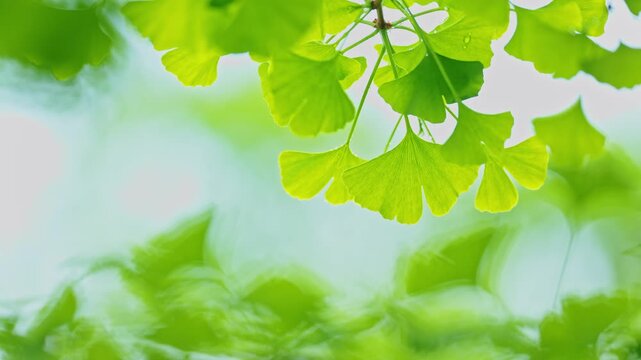 Fresh ginkgo leaves glowing beautifully against a bright background, creating a clean and elegant natural scene.