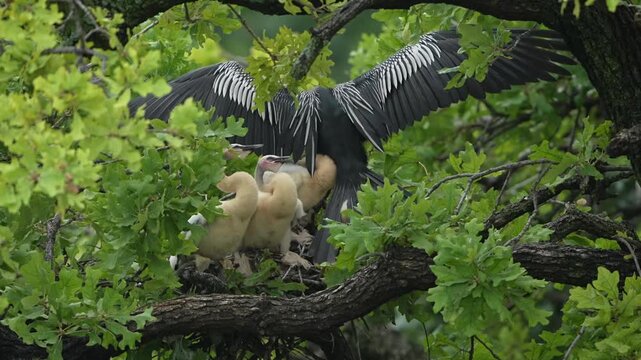 Parent egret is feeding baby anhinga in the nest with total 4 anhinga babies	
