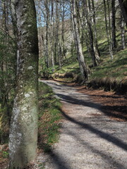 Fototapeta premium camino de bosque