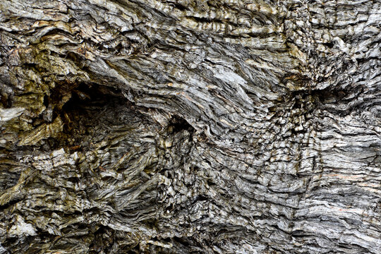 Macro shot of gnarly olive tree bark texture forming an abstract human face shape. Close-up detail of weathered, old gnarled wooden trunk surface with pareidolia illusion.