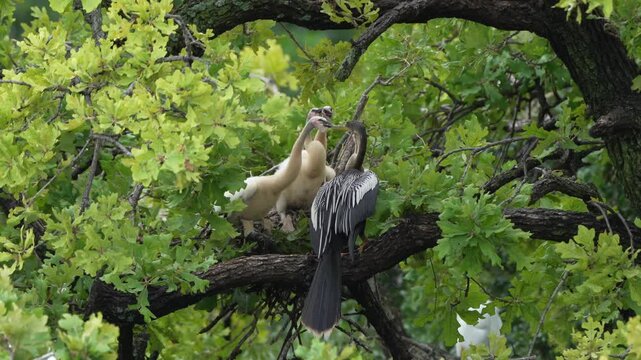 Parent egret is feeding baby anhinga in the nest with total 4 anhinga babies	

