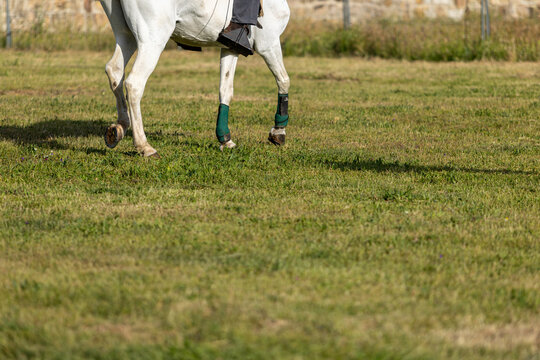 Andalusian horse training doma vaquera discipline in a traditional working equitation environment.