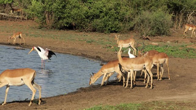 Alert impala antelopes (Aepyceros melampus) drinking water, Kruger National Park, South Africa