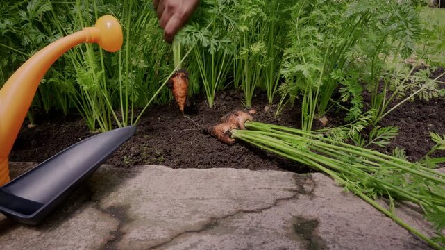 A woman's hand holding a freshly harvested organic carrot in an outdoor patio.