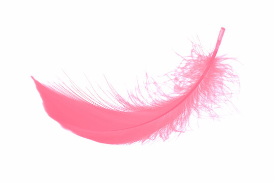 Soft pink feather on white background. fluffy downy pink feather.