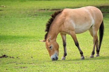 Przewalski's horse in a clearing © Janusz