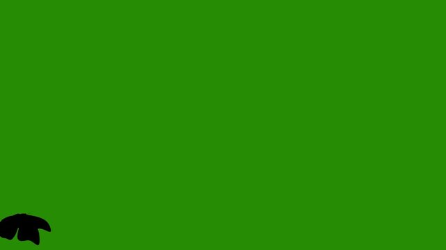 Butterfly Silhouette Green Screen Animation