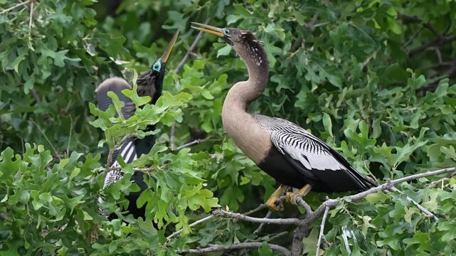 Two anhinga are failing in love with kisses