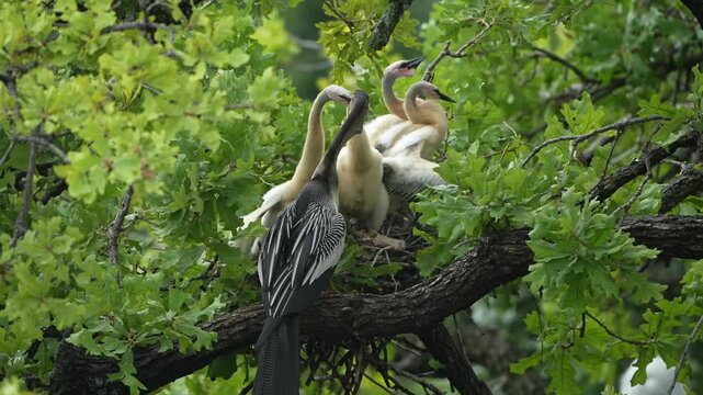 Parent egret is feeding baby anhinga in the nest with total 4 anhinga babies	
