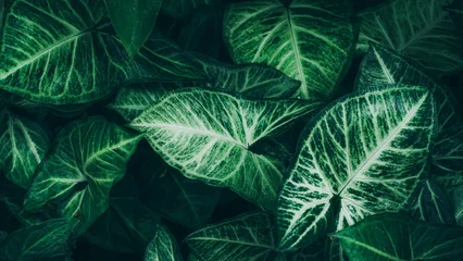 abstract tropical leaf textures on dark tone, natural green background © Nabodin