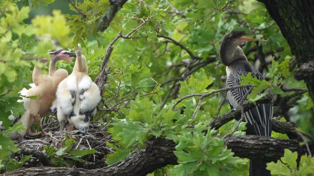 4 anhinga grownup babies in the nest waiting parent feed with parent nearby