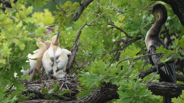 4 anhinga grownup babies in the nest waiting parent feed with parent nearby