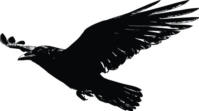 Bird takes flight with wings fully extended in a detailed black silhouette isolated on white space.