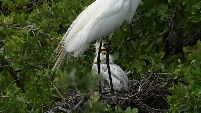  Cute little great egret chicks are begging parent for food in the nest spring time