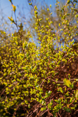 Fototapeta premium Bright green leaves emerge, celebrating the arrival of spring in a sunny outdoor landscape