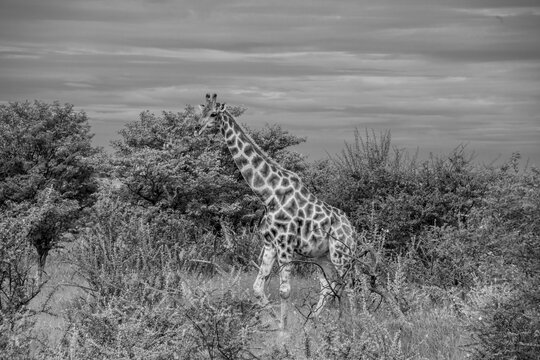 A giraffe strides gracefully across the plains of Etosha National Park, its towering silhouette and distinctive coat perfectly adapted to Namibia's vast savanna and acacia-dotted landscape.