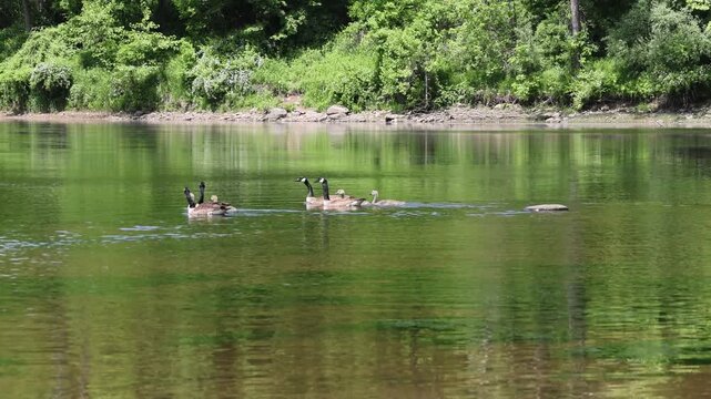 canada geese swimming in delaware river with their goslings (goose gosling baby bird) hatchlings young hatchling offspring spring