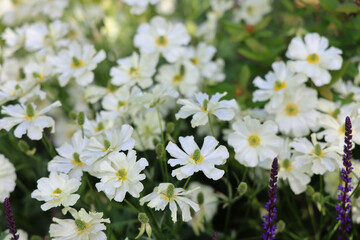 Fototapeta premium April 25 2026 White Laceflower Blossoms Blooming In Lush Greenery