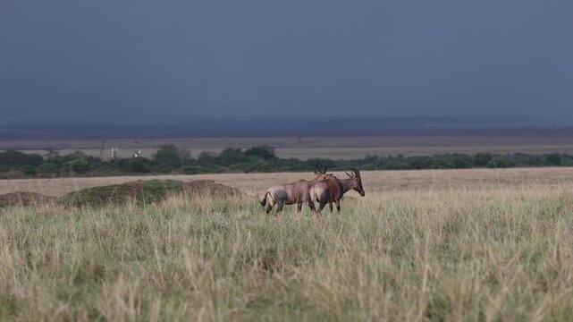 A pair of topi antelope move across an open savannah plain beneath a dramatic dark storm sky - Masai Mara National Reserve, Kenya | African safari wildlife nature documentary 4K B-roll