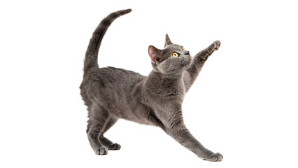 Small grey domestic kitten cat playing jumping on a transparent background © PNG_MEGAStock