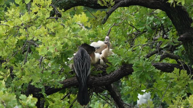 Parent egret is feeding baby anhinga in the nest with total 4 anhinga babies