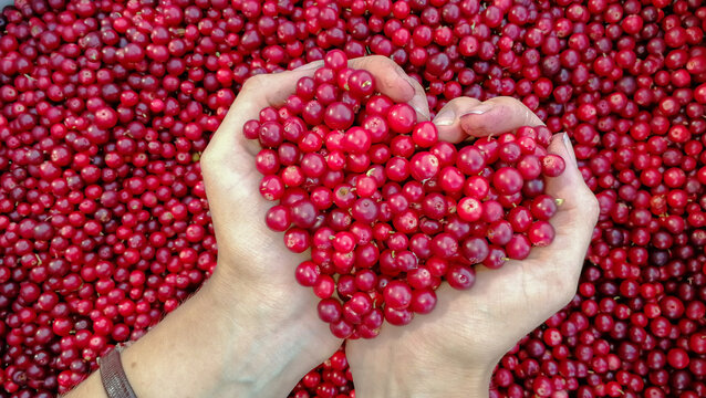 Hands holding fresh lingonberries arranged in a heart shape, symbolizing healthy nutrition, natural food, and care for wellbeing