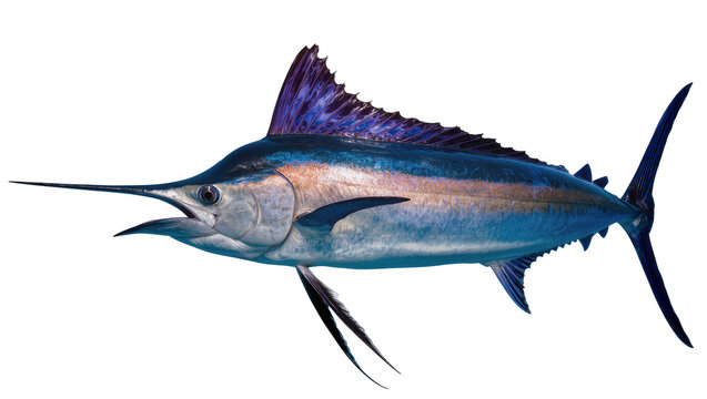 Blue Marlin Fish with Spear-like Bill and Dorsal Fin