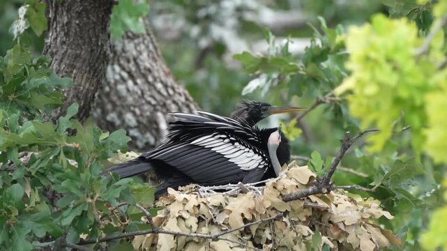 The little anhinga baby asking for feed and got fed