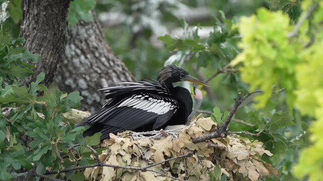 Anhinga is feed baby anhinga in the nest