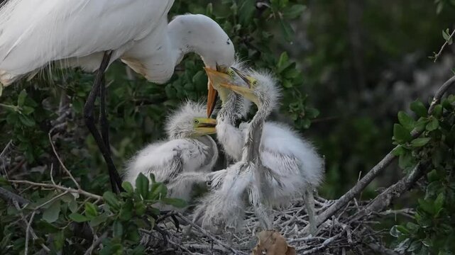 Cute little great egret chicks are begging parent for food in the nest spring time