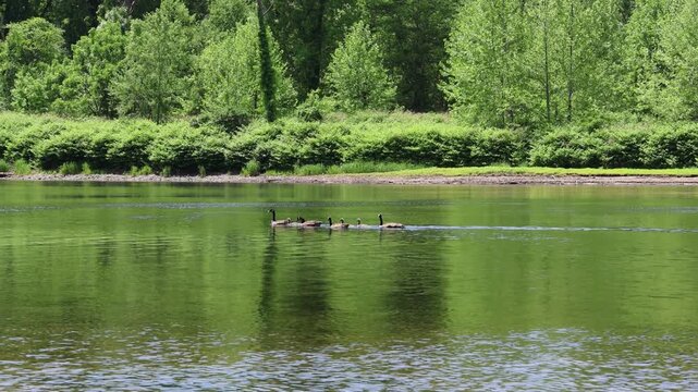 canada geese swimming in delaware river with their goslings (goose gosling baby bird) hatchlings young hatchling offspring spring