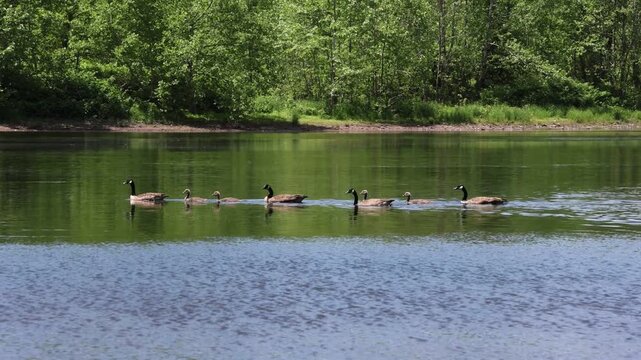 canada geese swimming in delaware river with their goslings (goose gosling baby bird) hatchlings young hatchling offspring spring