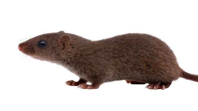 Small brown shrew with dark eyes and pink nose