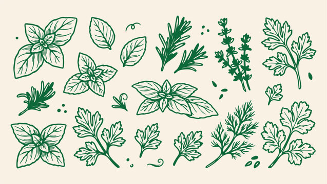 fresh aromatic herbs culinary pattern, organic green garden spice background, herbal leaves culinary art illustration, organic cooking spice herb print, hand drawn kitchen spice icons, fresh culinary 