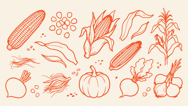 fresh organic corn harvest pattern, healthy golden corn background, raw sweet corn vegetable illustration, fresh corn harvest food print, artistic corn harvest set, decorative corn vegetable design, c