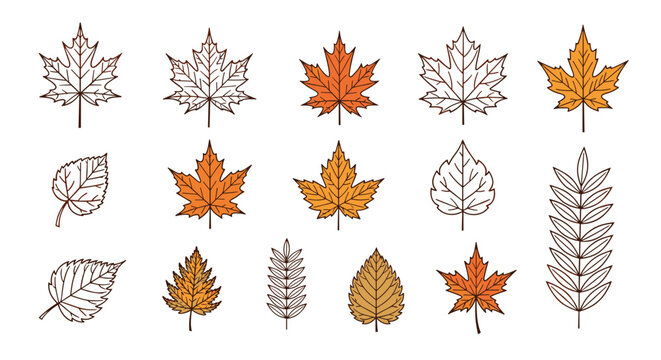 Comprehensive collection of various leaf types and shapes in line art and colored versions including maple, birch, and rowan for autumn decor.
