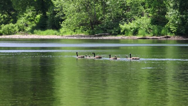 canada geese swimming in delaware river with their goslings (goose gosling baby bird) hatchlings young hatchling offspring spring
