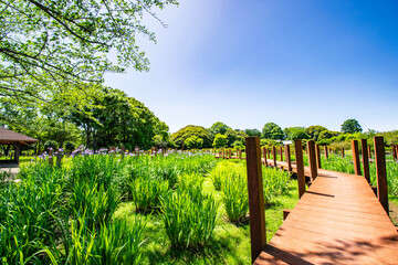 花菖蒲園の中を伸びる木道の散策路。初夏の公園の爽やかな雰囲気 © MORIO